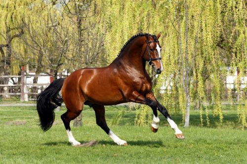 Feeding and Management of Stallions