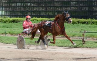 French Trotter Horse Breed Guide
