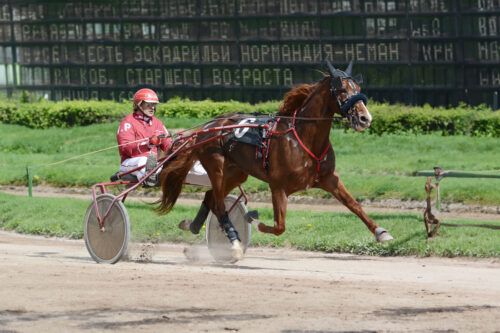 French Trotter Horse Breed Guide