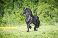 Friesian Horse Breed Guide: Characteristics, Health & Nutrition