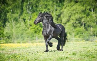 Friesian Horse Breed Guide