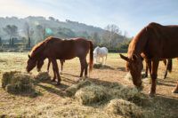 Hay Versus Pasture Grass for Horses: Comparing Forage Sources