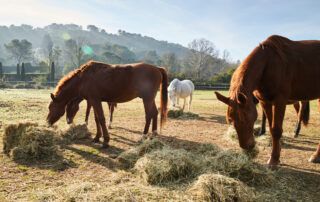 Hay Versus Pasture for Horses