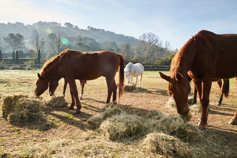 Hay Versus Pasture for Horses