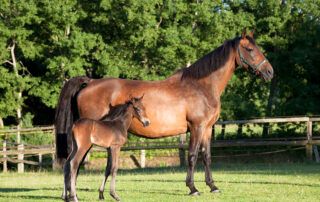 Holsteiner Horse Breed Profile