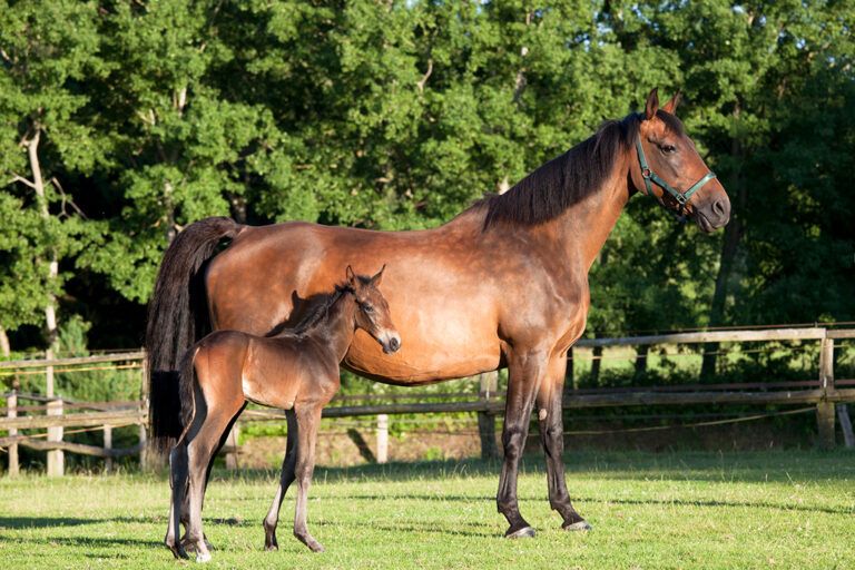 Holsteiner Horse Breed Profile