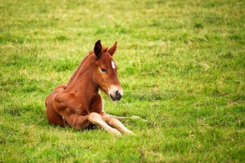 How to Feed Orphan Foal