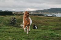 Icelandic Horse Breed Guide: Characteristics, Health & Nutrition