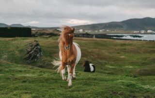 Icelandic Horse Breed Profile