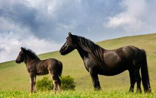 Immunodeficiency Disorders in Foals Horses