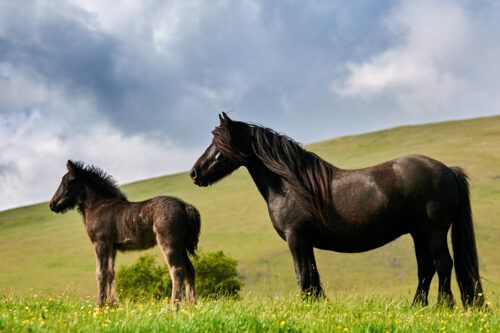 Immunodeficiency Disorders in Foals Horses