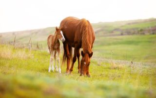Live Cover Breeding for Horses