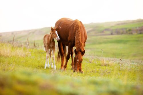 Live Cover Breeding for Horses