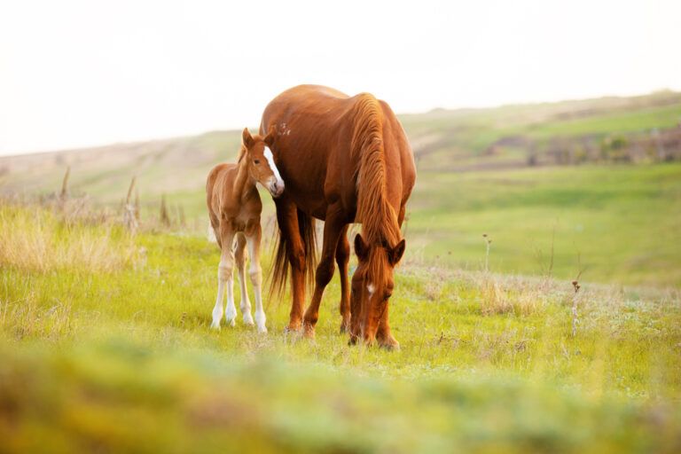 Live Cover Breeding for Horses