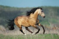 Lusitano Horse Breed Guide: Characteristics, Health & Nutrition