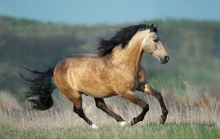 Lusitano Horse Breed Guide