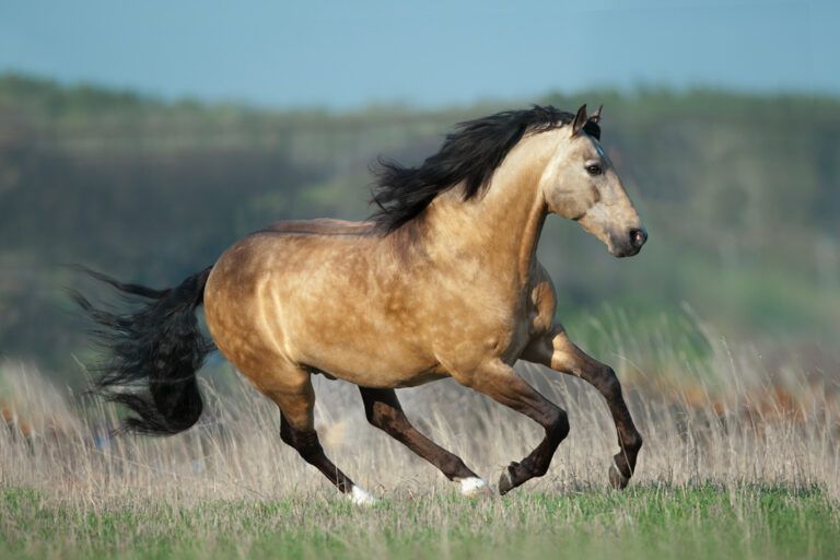 Lusitano Horse Breed Guide