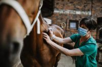 Lymphoma in Horses: Symptoms, Diagnosis, and Treatment