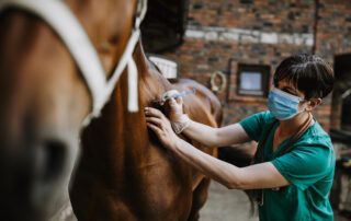 Lymphoma in Horses