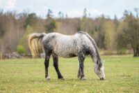 Melanomas in Horses: Types, Treatment & Prognosis