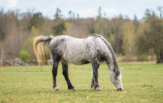 Melanomas in Horses