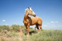 Mustang Horse Breed Guide: Characteristics, Health & Nutrition