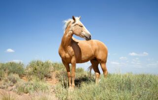 Mustang Horse Breed Profile