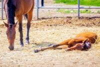 Neonatal Isoerythrolysis in Foals: Causes, Treatment & Prevention