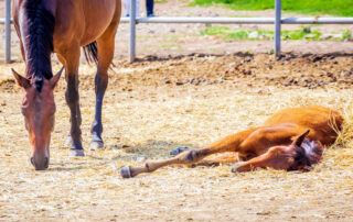 Neonatal Isoerythrolysis in Foals