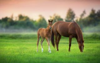 Phytoestrogens and Mare Fertility