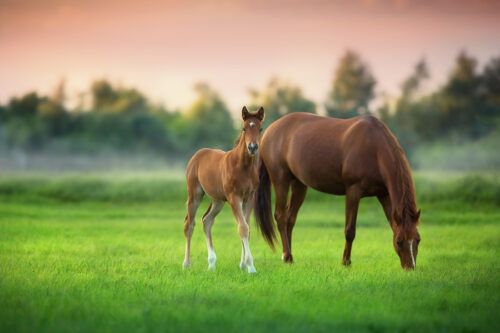 Phytoestrogens and Mare Fertility