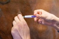 Rabies in Horses: Causes, Symptoms, Diagnosis & Vaccination