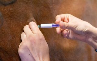 Rabies Vaccine for Horses