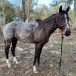 Equine Anidrosis Case Study - Image 1