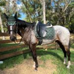 Equine Anidrosis Case Study - Image 3