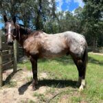 Equine Anidrosis Case Study - Image 4