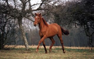 Selle Francais Horse Breed Guide