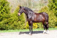 Semen Collection & Evaluation for Stallions: Breeding Guide