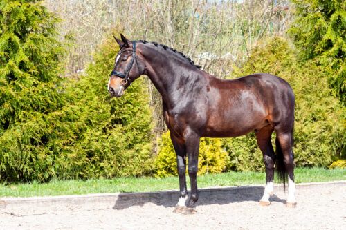 Semen Collection for Horses - Evaluating Breeding Stallions