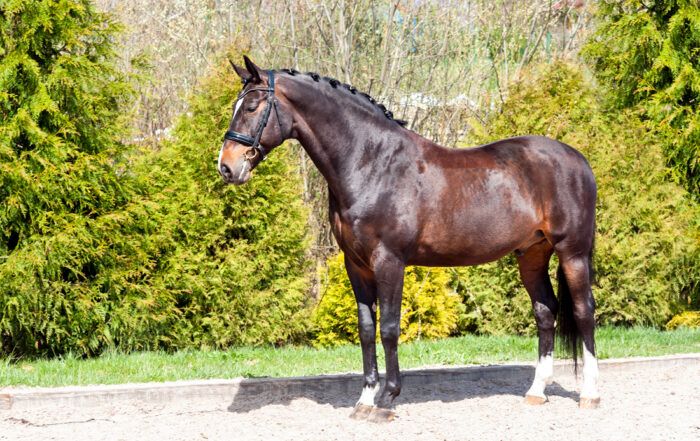 Semen Collection for Horses - Evaluating Breeding Stallions