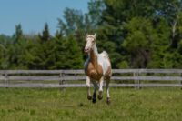Spotted Saddle Horse Breed Guide: Characteristics, Health & Nutrition