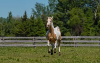 Spotted Saddle Horse Breed Profile