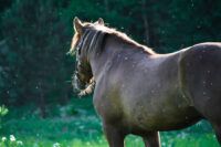 West Nile Virus in Horses: Symptoms, Treatment, and Prevention