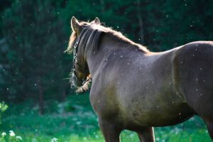West Nile Virus in Horses: Symptoms, Treatment, and Prevention