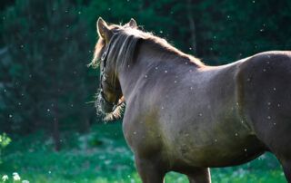 West Nile Virus in Horses
