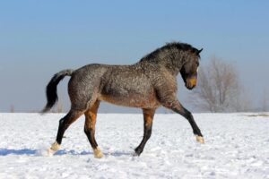 American Bashkir Curly Horse Breed Guide: Characteristics, Health & Nutrition