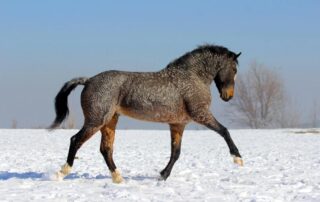 breed-guide-american-bashkir-curly