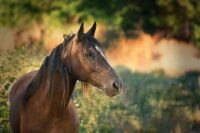 Criollo Horse Breed Guide: Characteristics, Health & Nutrition