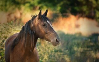 breed-profile-criollo-horse