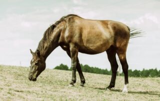 equine-nutrient-deficiencies